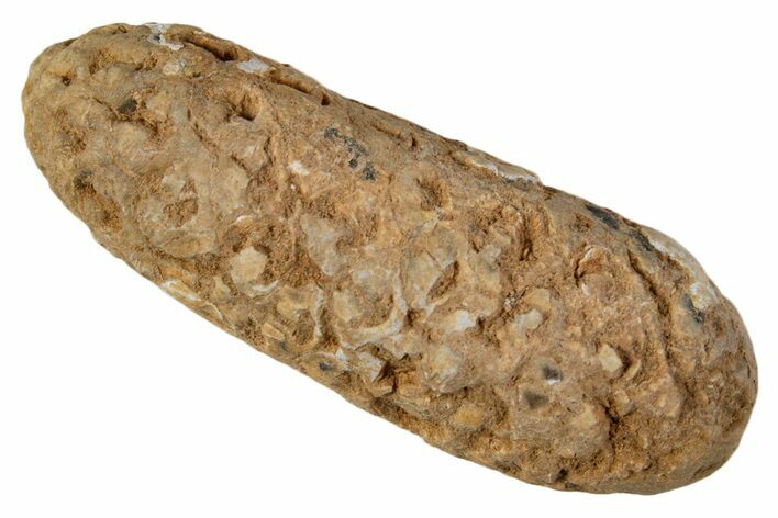 Fossil Cycadophyte Seed Cone - Boujdour, Morocco #339320
